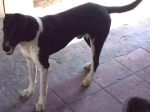 Cachorro raça SRD idade 6 ou mais anos nome Scooby