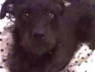 Cachorro raça viralata idade 3 anos nome Litlle Back