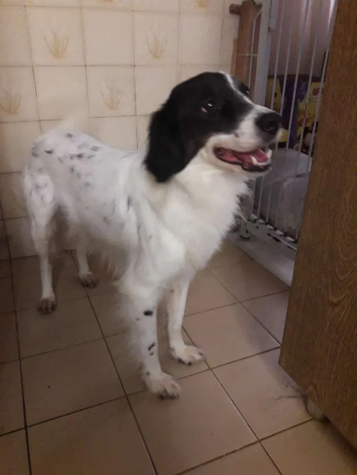 Cachorro ra a Sem raça definida idade 2 anos nome Hulk