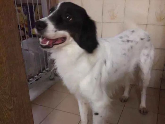 Cachorro ra a Sem raça definida idade 2 anos nome Hulk