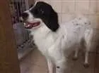 Cachorro raça Sem raça definida idade 2 anos nome Hulk