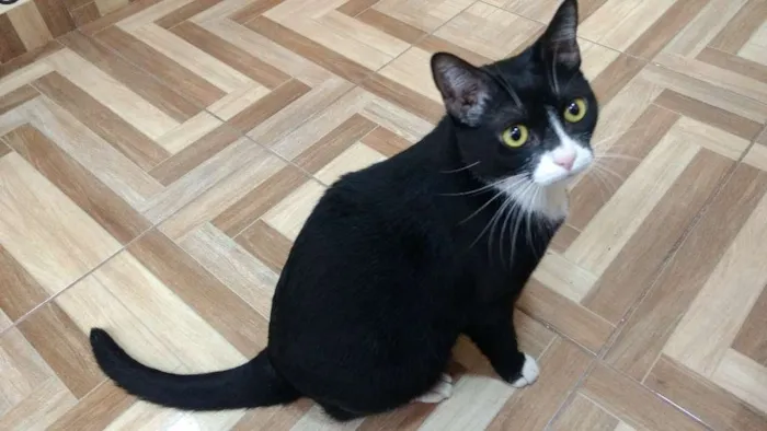 Gato ra a  idade 1 ano nome Ester