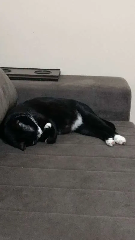 Gato ra a  idade 1 ano nome Ester