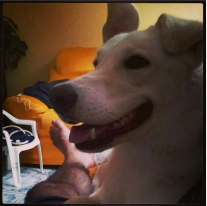 Cachorro ra a Pastor Suíço idade 6 ou mais anos nome Branca