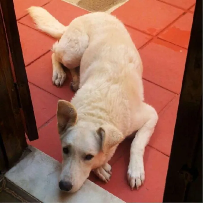 Cachorro ra a Pastor Suíço idade 6 ou mais anos nome Branca