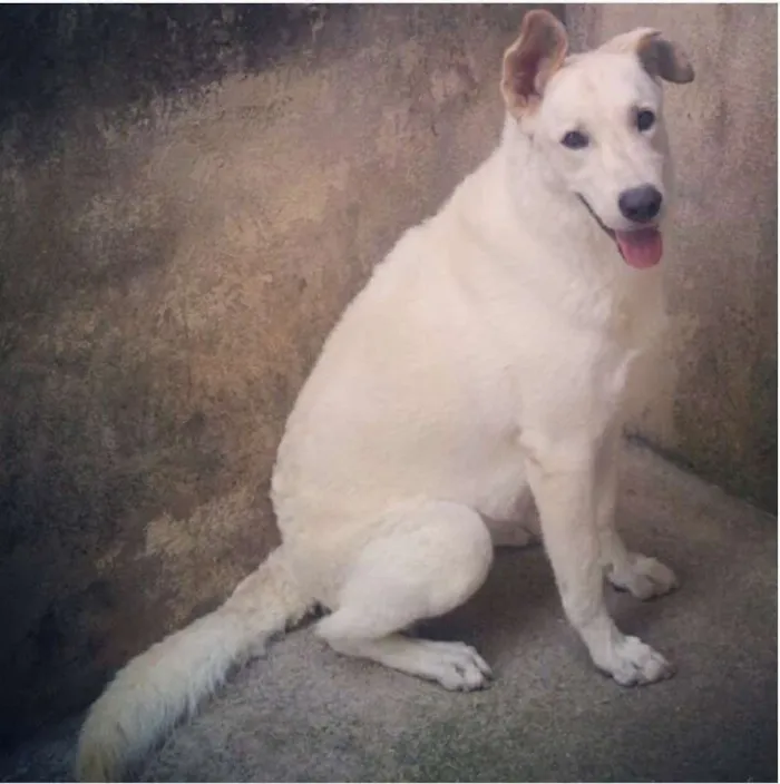 Cachorro ra a Pastor Suíço idade 6 ou mais anos nome Branca