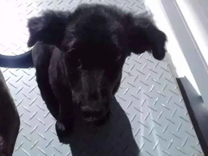 Cachorro ra a vira lata idade 2 a 6 meses nome sem nomes