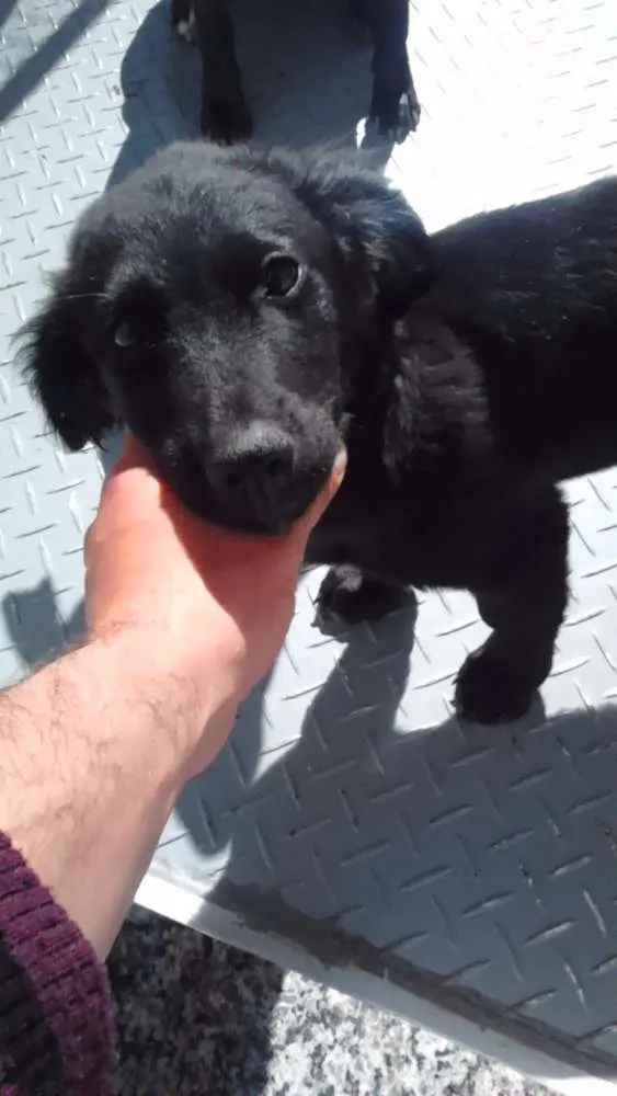 Cachorro ra a vira lata idade 2 a 6 meses nome sem nomes
