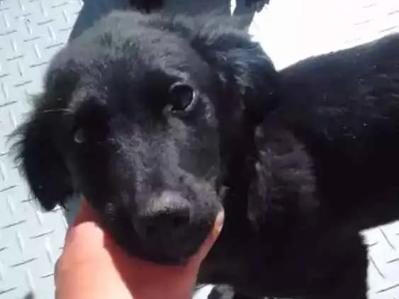 Cachorro ra a vira lata idade 2 a 6 meses nome sem nomes