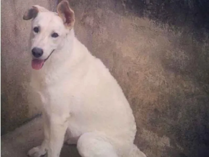 Cachorro ra a Pastor Suíço idade 6 ou mais anos nome Branca