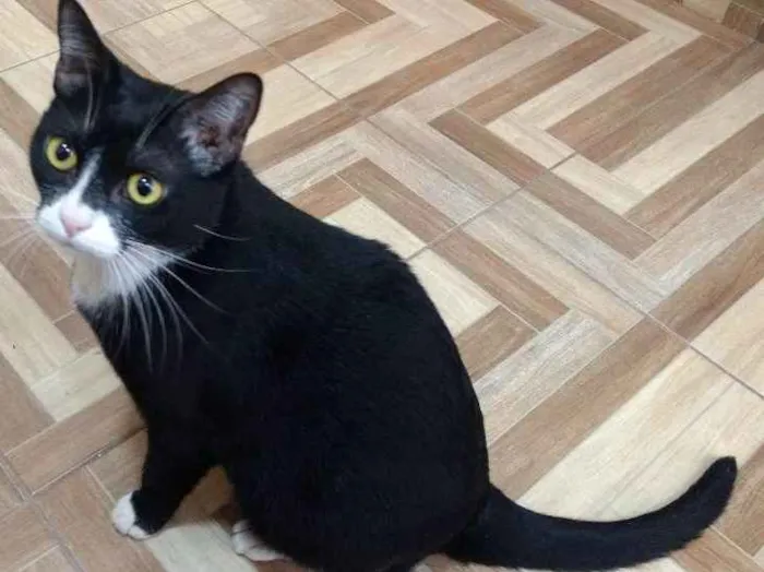 Gato ra a  idade 1 ano nome Ester