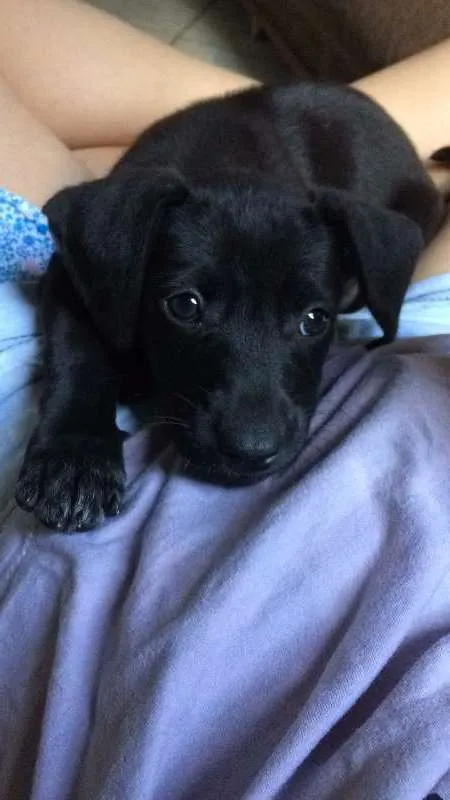 Cachorro ra a  idade 2 a 6 meses nome Dobby