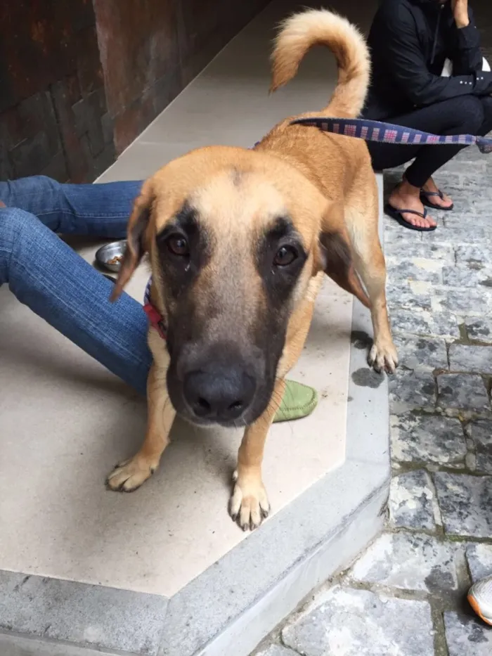 Cachorro ra a  idade 7 a 11 meses nome Indefinido