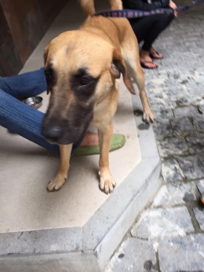 Cachorro ra a  idade 7 a 11 meses nome Indefinido