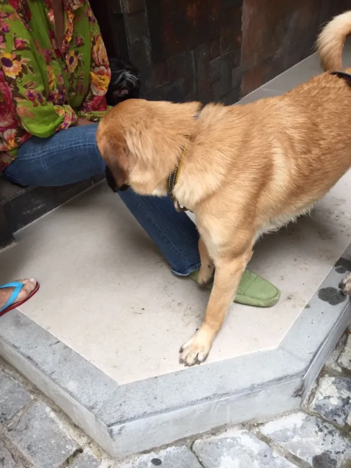 Cachorro ra a  idade 7 a 11 meses nome Indefinido