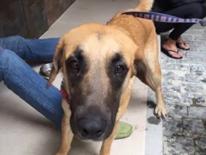 Cachorro raça  idade 7 a 11 meses nome Indefinido