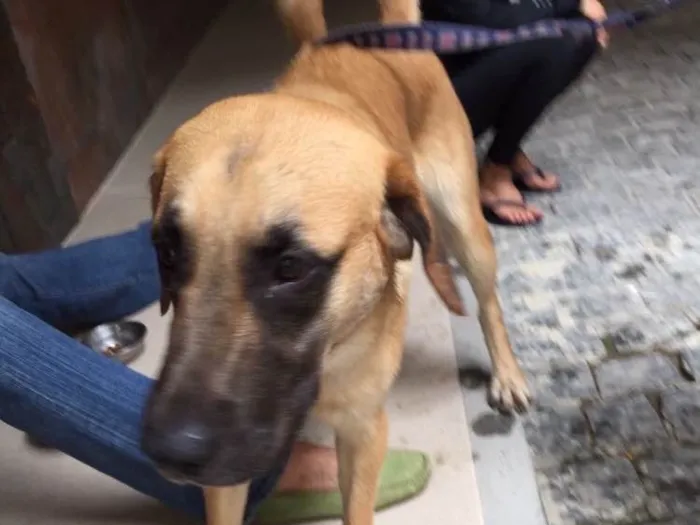 Cachorro ra a  idade 7 a 11 meses nome Indefinido