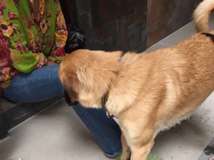 Cachorro ra a  idade 7 a 11 meses nome Indefinido