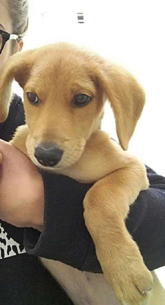 Cachorro ra a Sem raça definida. idade 2 a 6 meses nome Bruce