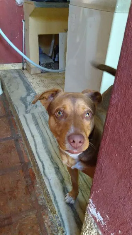 Cachorro ra a mestiça idade 2 anos nome Dora