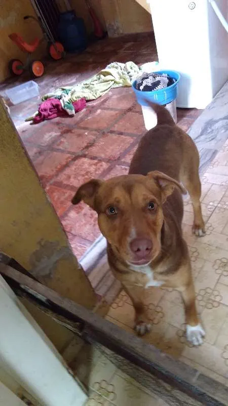 Cachorro ra a mestiça idade 2 anos nome Dora