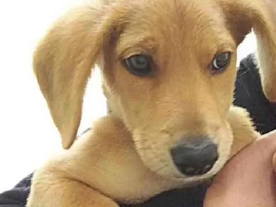 Cachorro ra a Sem raça definida. idade 2 a 6 meses nome Bruce