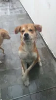 Soluço