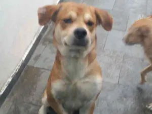 Cachorro raça Srd idade 3 anos nome Soluço