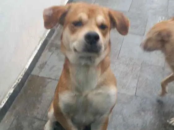 Cachorro ra a Srd idade 3 anos nome Soluço