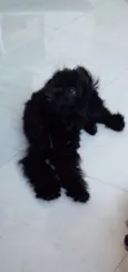 Boby