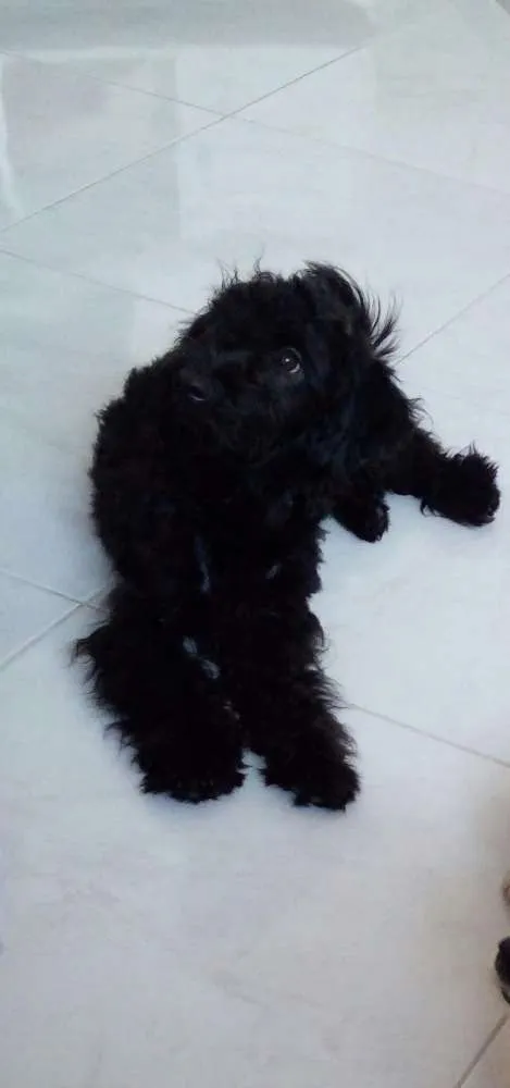 Cachorro raça Não  conheço a raça idade  nome Boby