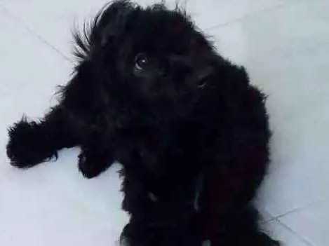 Cachorro raça Não  conheço a raça idade  nome Boby