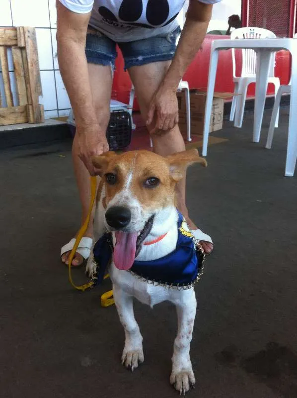 Cachorro ra a SRD idade 7 a 11 meses nome Gabriel,oPensador