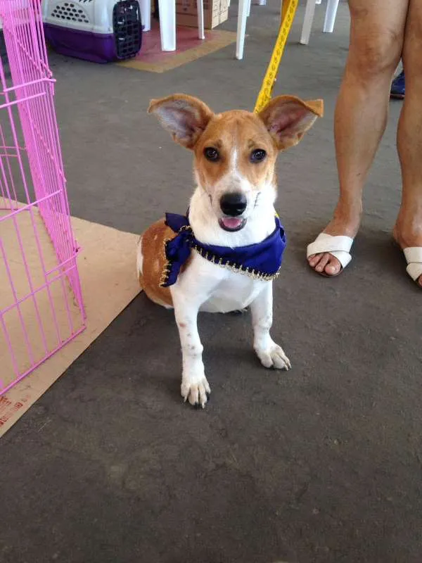 Cachorro ra a SRD idade 7 a 11 meses nome Gabriel,oPensador