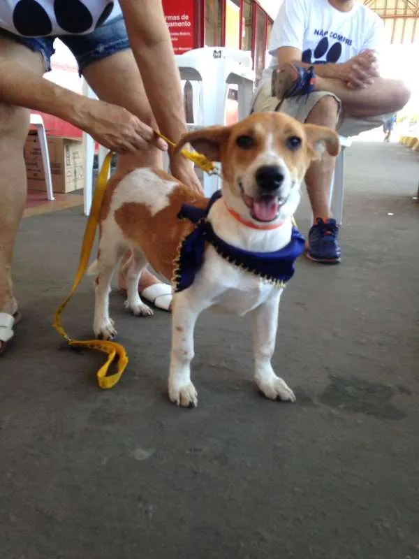 Cachorro ra a SRD idade 7 a 11 meses nome Gabriel,oPensador