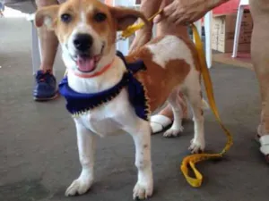 Cachorro raça SRD idade 7 a 11 meses nome Gabriel,oPensador