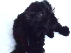 Cachorro raça Não  conheço a raça idade  nome Boby