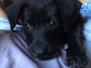 Cachorro raça  idade 2 a 6 meses nome Dobby
