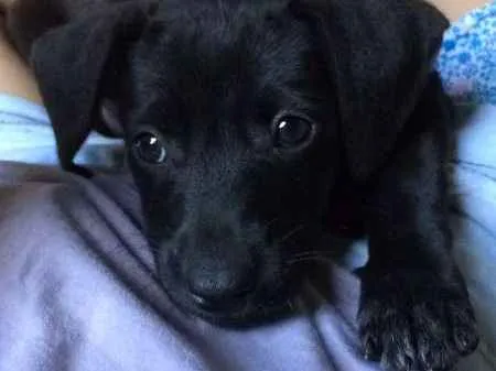Cachorro ra a  idade 2 a 6 meses nome Dobby