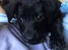 Cachorro raça  idade 2 a 6 meses nome Dobby