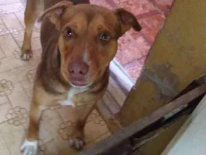 Cachorro raça mestiça idade 2 anos nome Dora