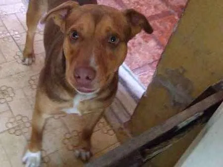 Cachorro ra a mestiça idade 2 anos nome Dora