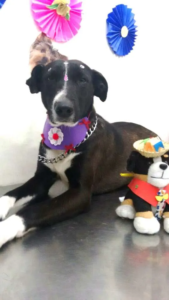 Cachorro ra a  idade 1 ano nome Sandy
