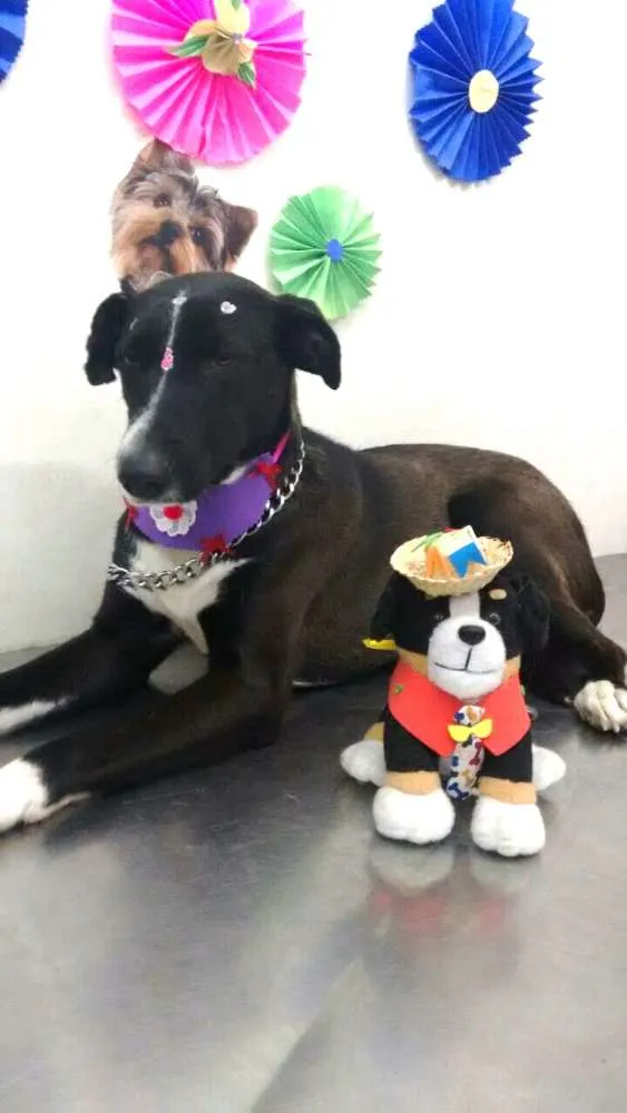 Cachorro ra a  idade 1 ano nome Sandy