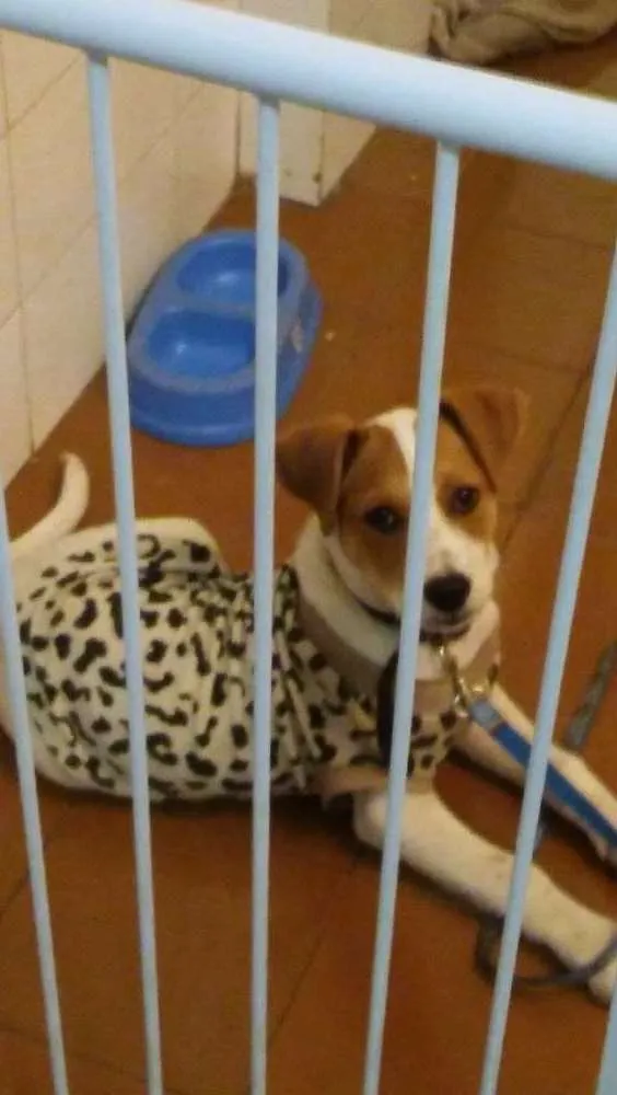 Cachorro ra a Viralata com bigo idade 2 a 6 meses nome Lyon