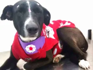Cachorro raça  idade 1 ano nome Sandy