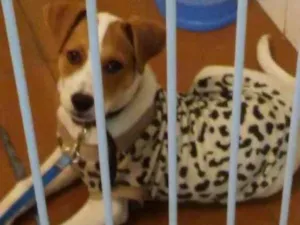 Cachorro raça Viralata com bigo idade 2 a 6 meses nome Lyon