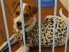 Cachorro raça Viralata com bigo idade 2 a 6 meses nome Lyon