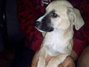 Cachorro raça Vira-lata idade 2 a 6 meses nome Nina