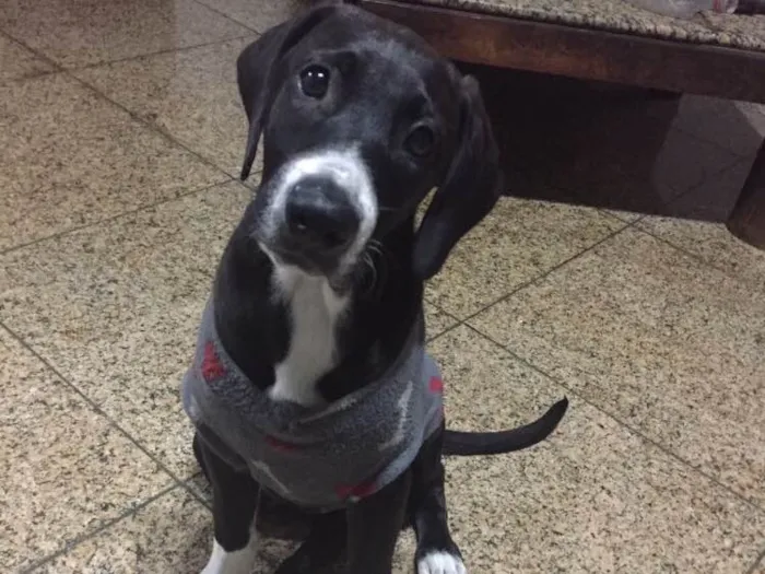 Cachorro raça Labrador misturado idade 2 a 6 meses nome Sem nome
